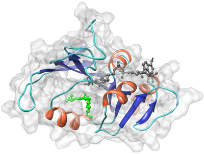 DHFR structure