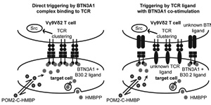 Signaling through butyrophilin receptors