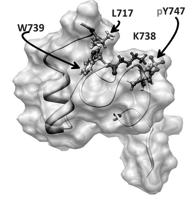 monophosphorylated beta3