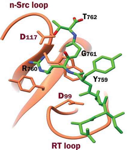 Src SH3 domain complex with integrin