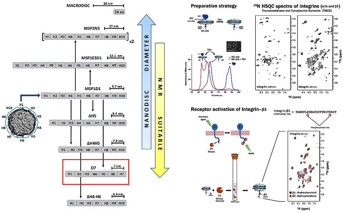 Nanodiscs in NMR